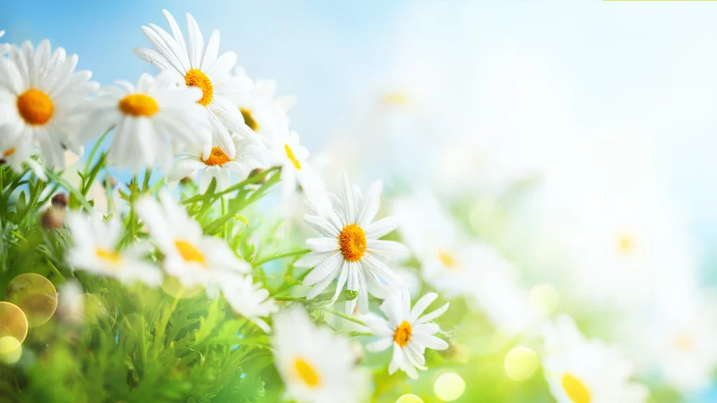 How to Grow a Crown Daisy in Your Garden